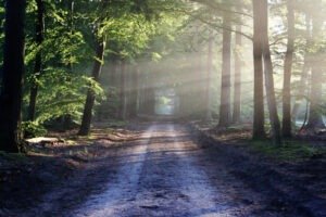 journey-bertvthul-avenue