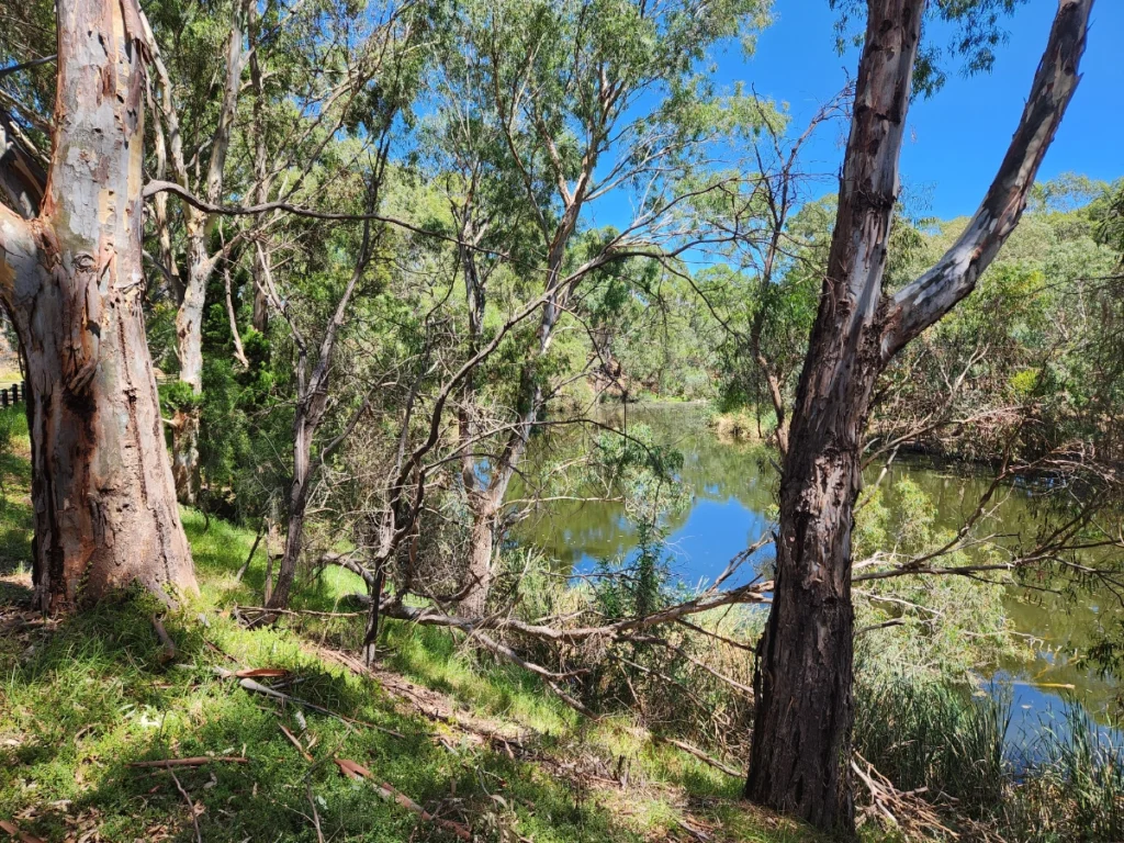 2023-10-27 St Peters Billabong - view from Eighth Avenue